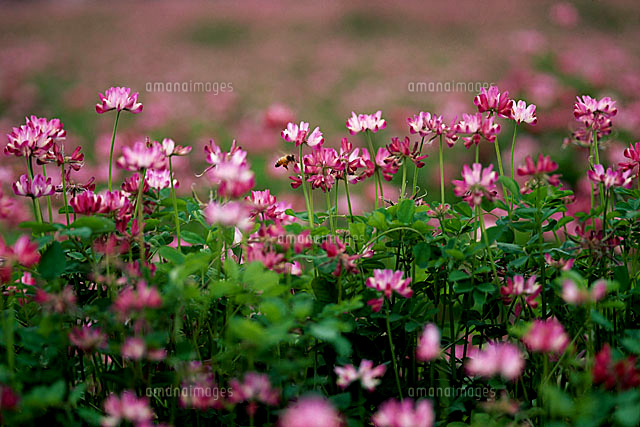 f:id:bigbig-apple:20120427100714j:image:w250 f:id:bigbig-apple:20120427100714j:image:w250