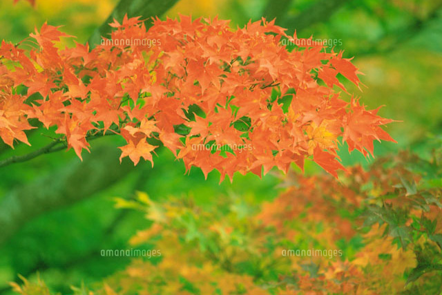 f:id:bigbig-apple:20120501122635j:image:w250 f:id:bigbig-apple:20120501122635j:image:w250