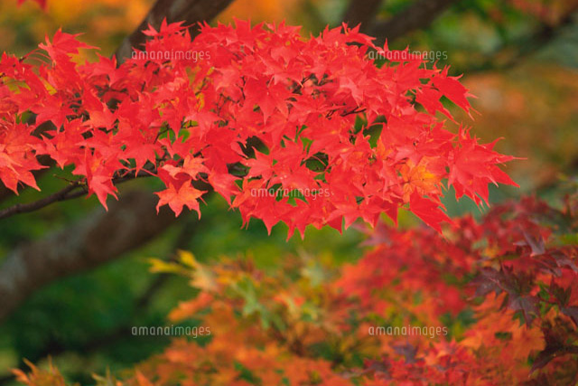 f:id:bigbig-apple:20120501122636j:image:w250 f:id:bigbig-apple:20120501122636j:image:w250