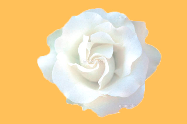 f:id:bigbig-apple:20120509111641j:image:w250 f:id:bigbig-apple:20120509111641j:image:w250