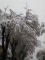 20090426154819