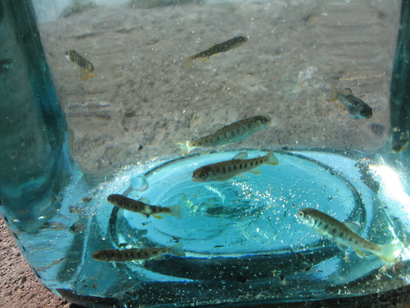 個別「[自然繁殖][ニジマス]稚魚」の写真、画像 - BIG FIGHT松本のフォトライフ