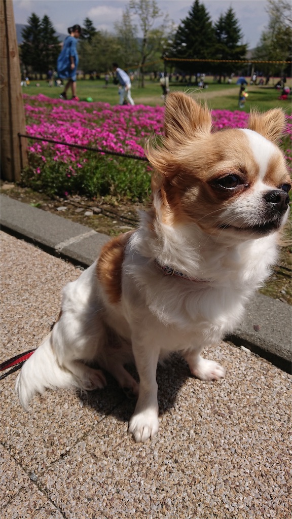 f:id:bigfuji7:20180509203912j:image f:id:bigfuji7:20180509203912j:image