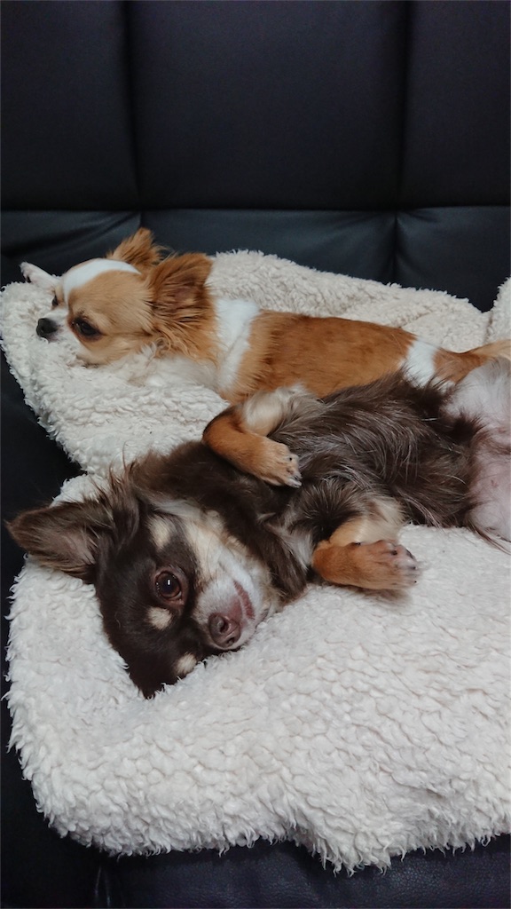 f:id:bigfuji7:20180509205115j:image f:id:bigfuji7:20180509205115j:image