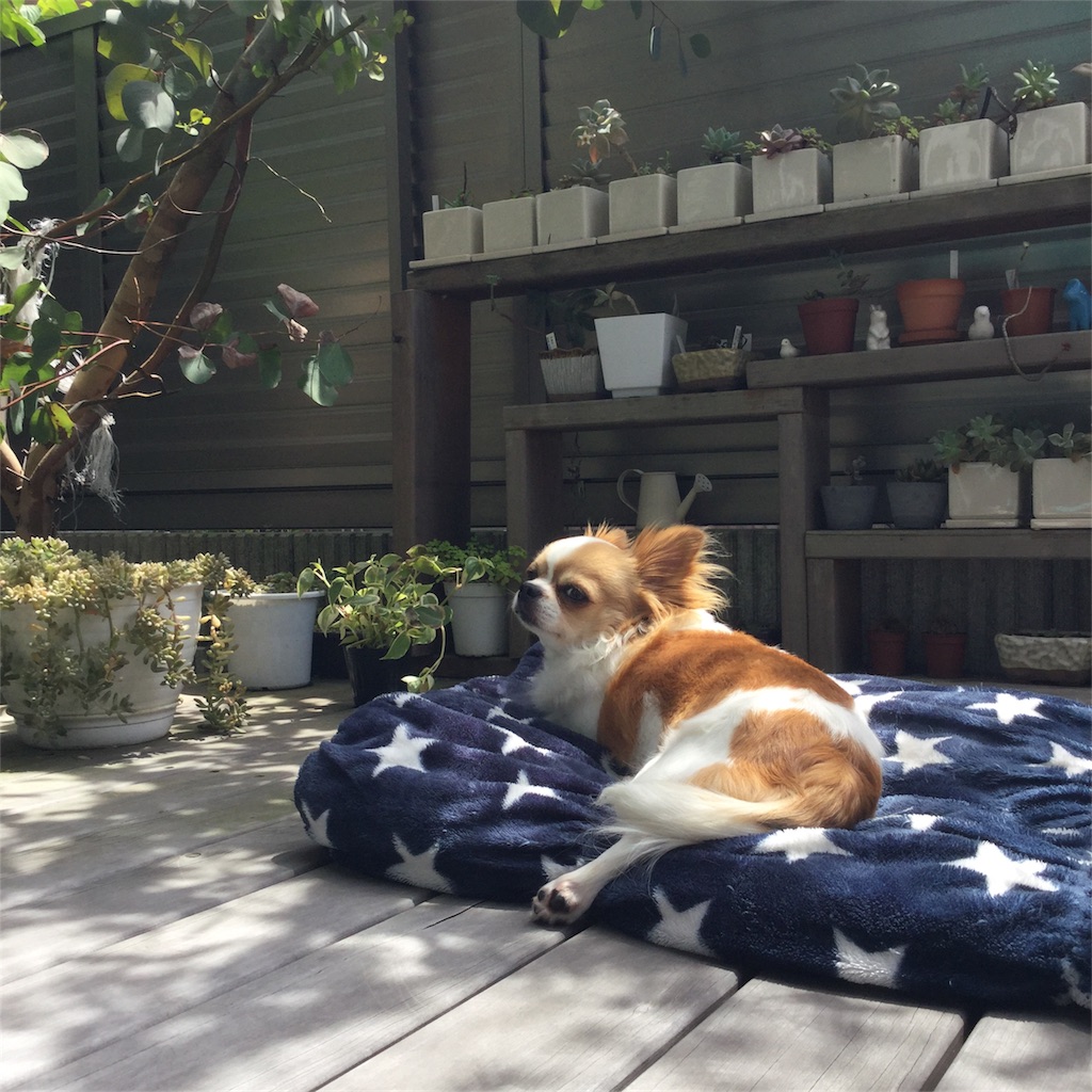 f:id:bigfuji7:20180511124241j:image f:id:bigfuji7:20180511124241j:image