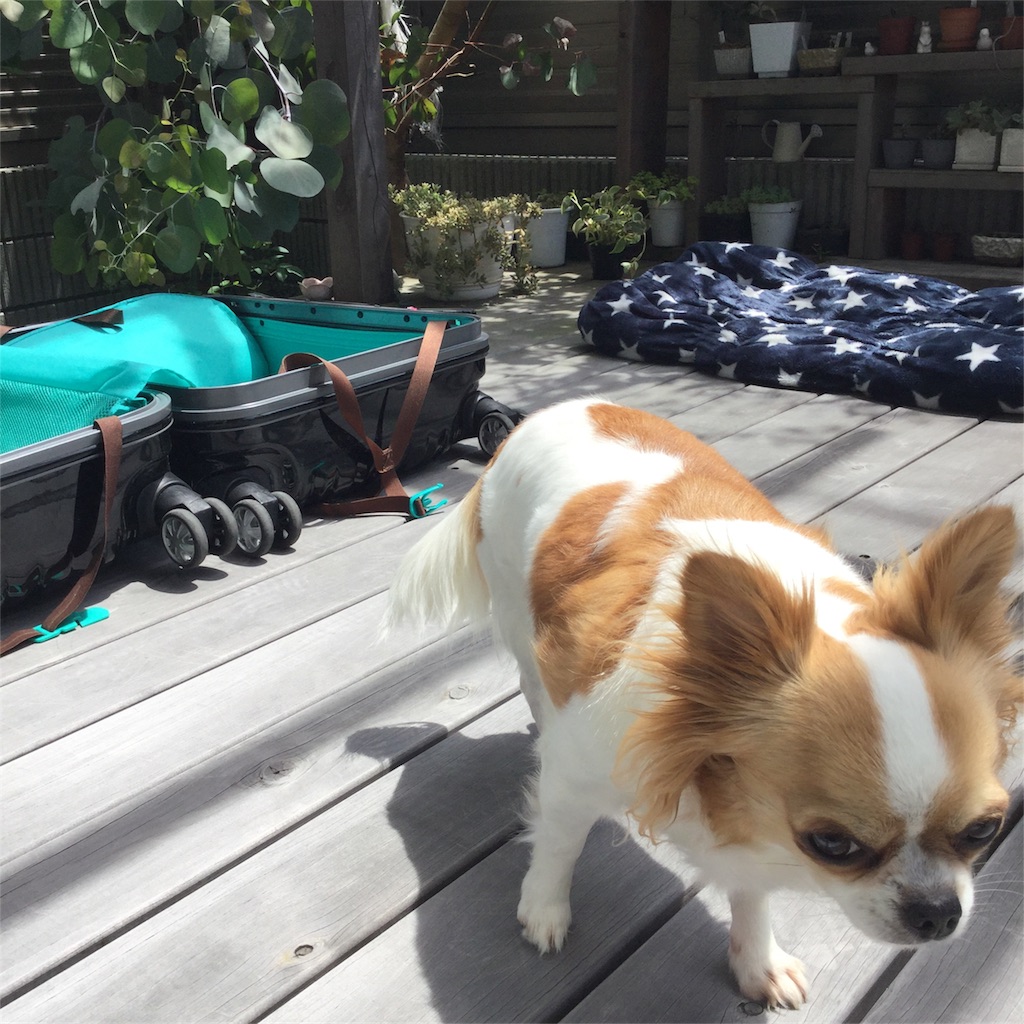 f:id:bigfuji7:20180511124556j:image f:id:bigfuji7:20180511124556j:image