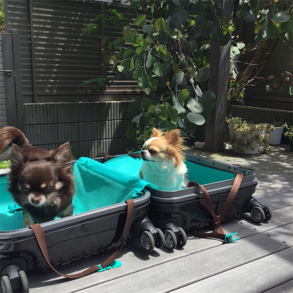 f:id:bigfuji7:20180511124744j:image f:id:bigfuji7:20180511124744j:image