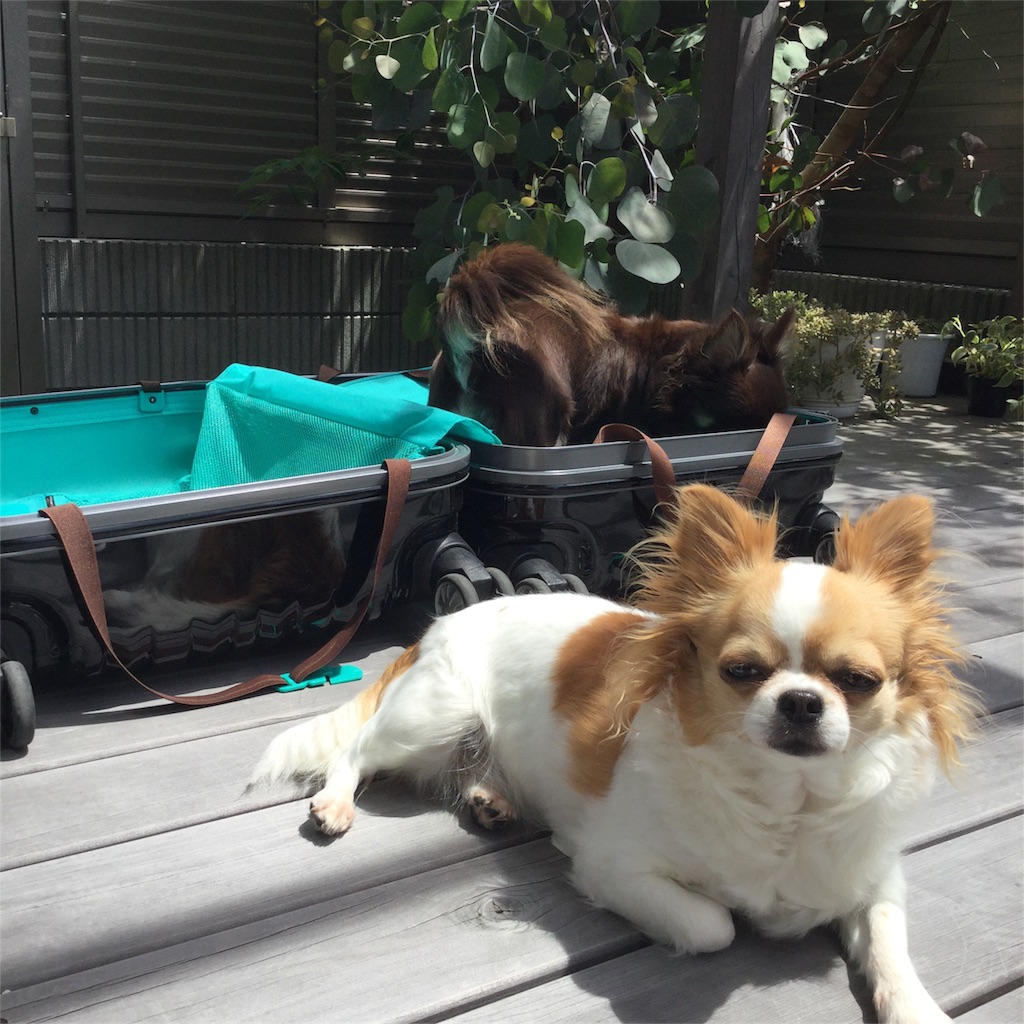 f:id:bigfuji7:20180511124812j:image f:id:bigfuji7:20180511124812j:image