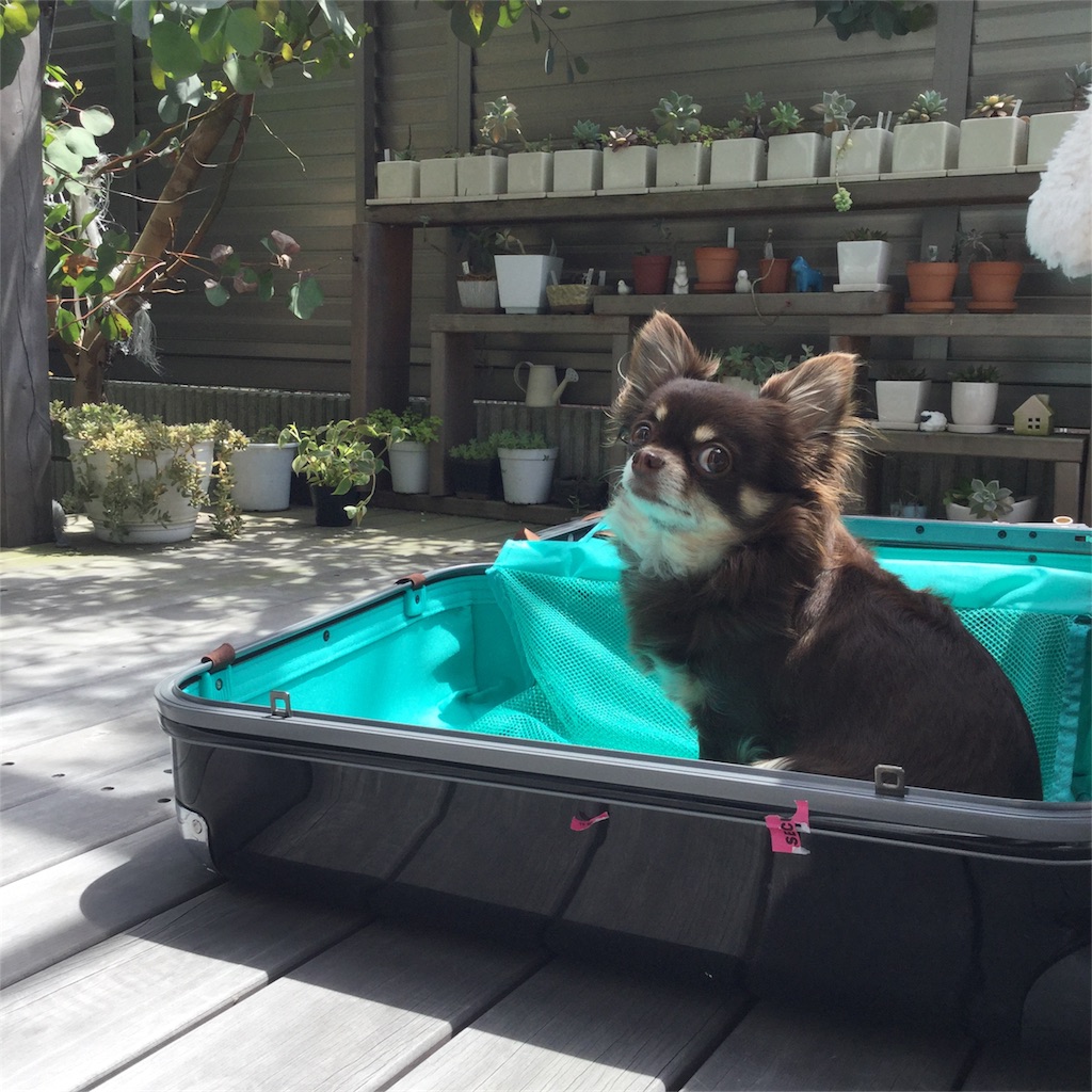 f:id:bigfuji7:20180511124917j:image f:id:bigfuji7:20180511124917j:image