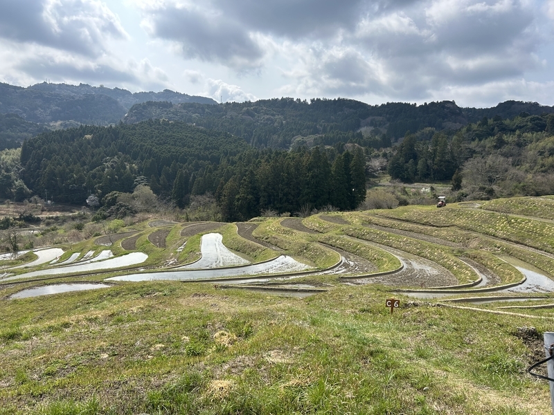 大山千枚田の全景