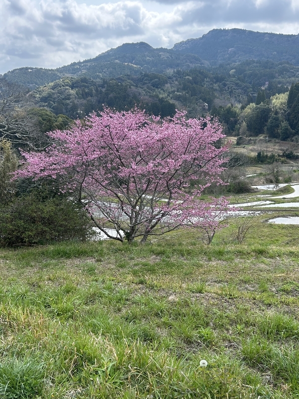千枚田