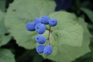 f:id:bigkushirokouritsu:20160810130823j:plain