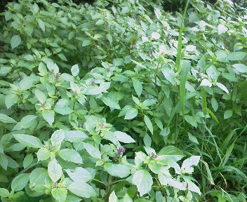 f:id:bigrovy:20130809102200j:image