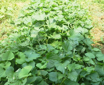 f:id:bigrovy:20130809102300j:image