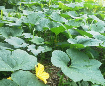 f:id:bigrovy:20130809102400j:image