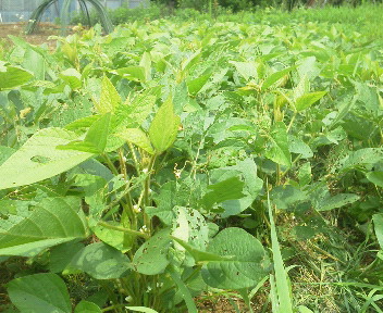 f:id:bigrovy:20130809102500j:image
