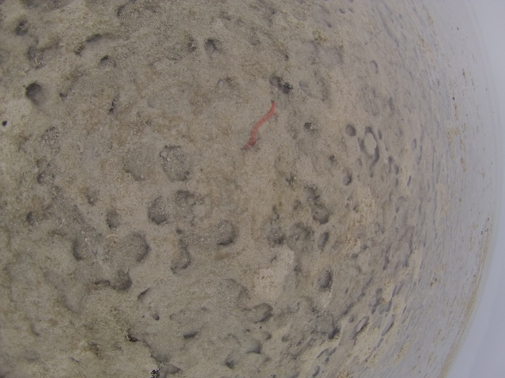 f:id:bigstrategy:20150727151847j:plain