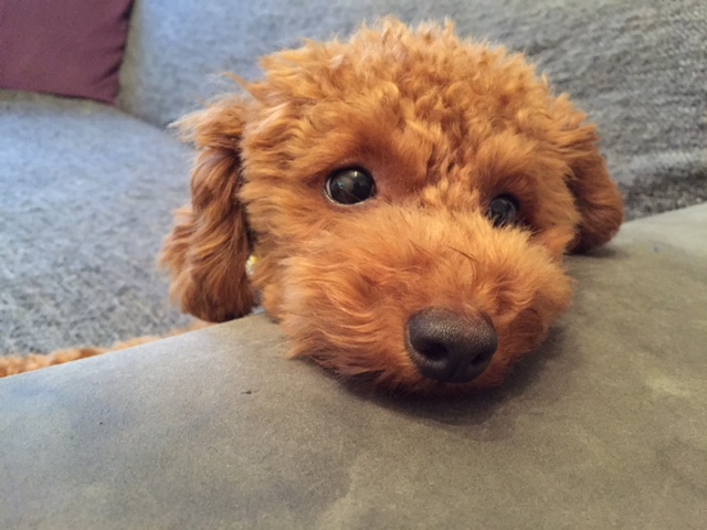 f:id:bigstrategy:20150906191930j:plain