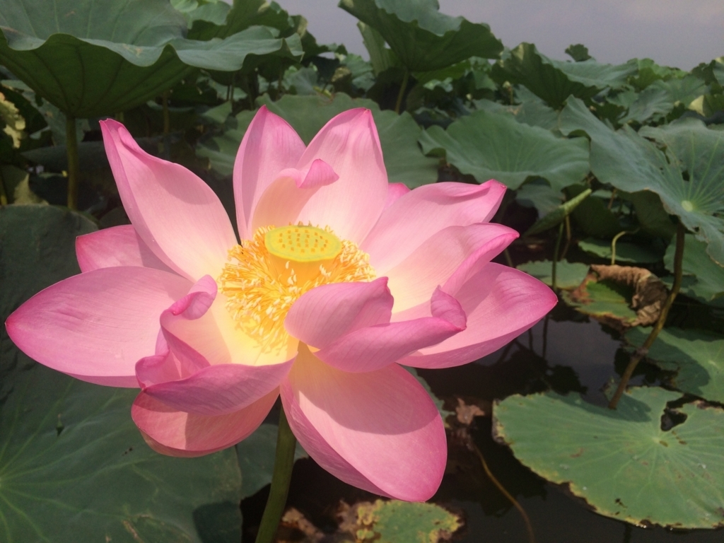 f:id:bigstrategy:20180818004251j:plain f:id:bigstrategy:20180818004251j:plain