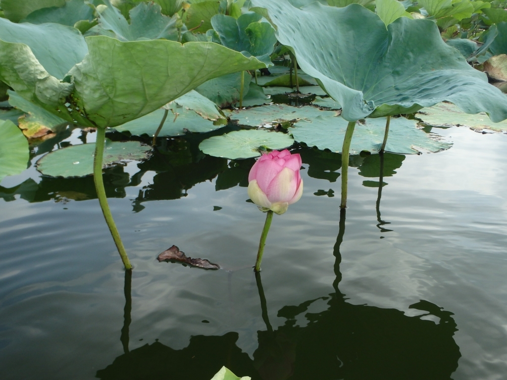 f:id:bigstrategy:20180820135937j:plain f:id:bigstrategy:20180820135937j:plain