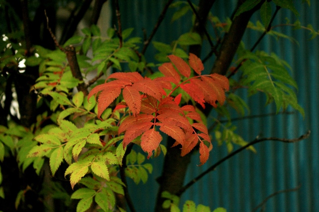 f:id:bihorokiyoshi:20190901064846j:plain