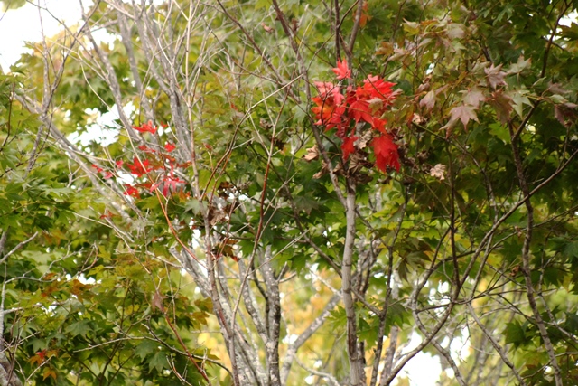 f:id:bihorokiyoshi:20190901065016j:plain