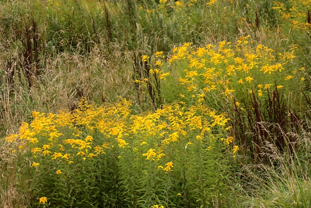 f:id:bihorokiyoshi:20190902051002j:plain