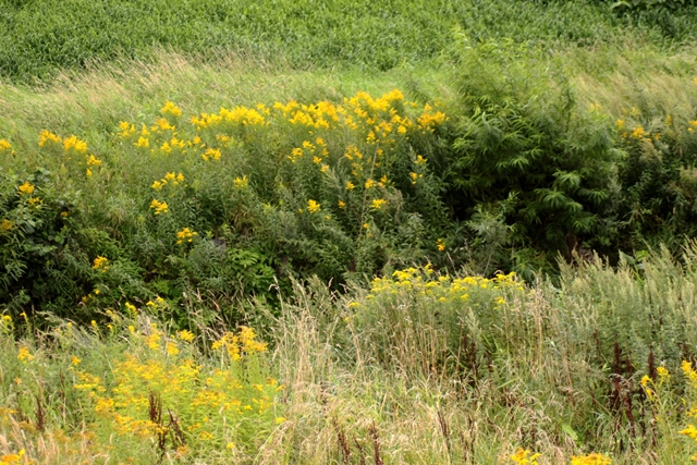 f:id:bihorokiyoshi:20190902051043j:plain