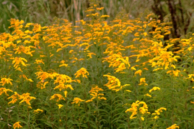 f:id:bihorokiyoshi:20190902051258j:plain