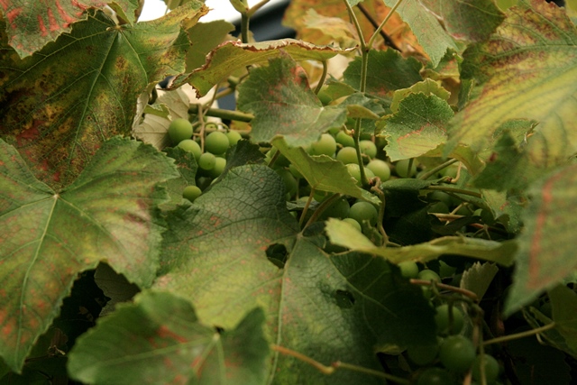 f:id:bihorokiyoshi:20190903072604j:plain