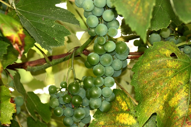 f:id:bihorokiyoshi:20190903072644j:plain