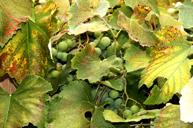 f:id:bihorokiyoshi:20190903072701j:plain