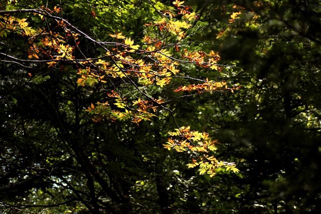 f:id:bihorokiyoshi:20190906064401j:plain