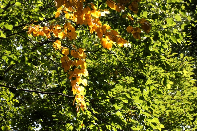 f:id:bihorokiyoshi:20190906064544j:plain