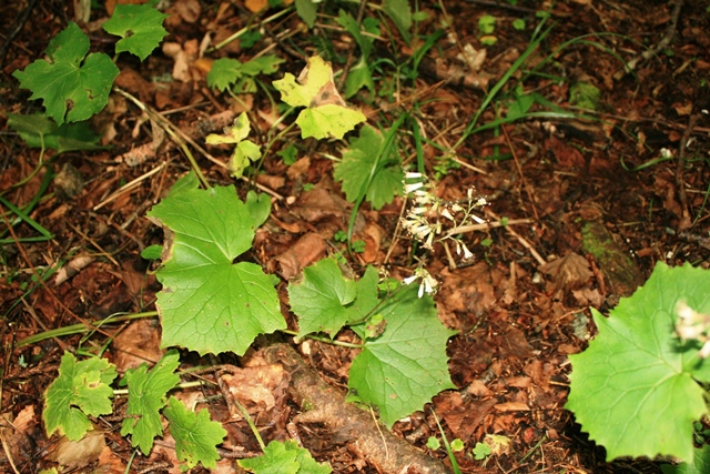 f:id:bihorokiyoshi:20190907070122j:plain