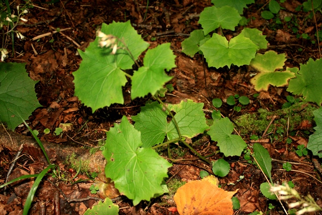 f:id:bihorokiyoshi:20190907070156j:plain