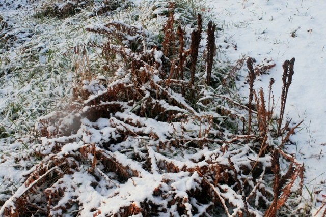 イメージ 7