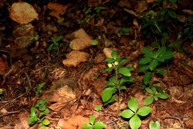 f:id:bihorokiyoshi:20190908064339j:plain