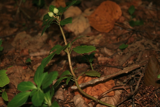 f:id:bihorokiyoshi:20190908064504j:plain