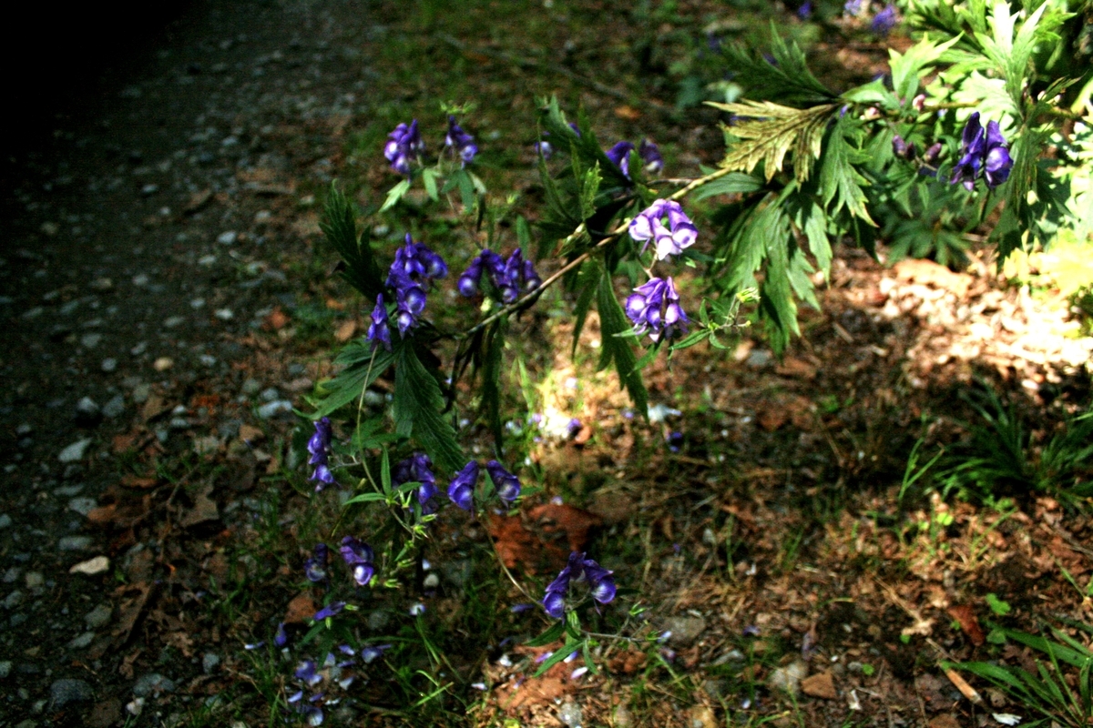 f:id:bihorokiyoshi:20190912055005j:plain