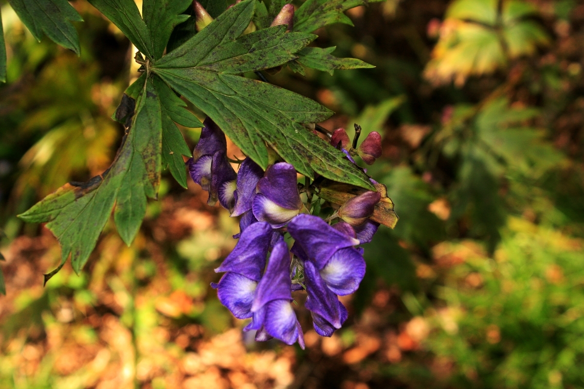 f:id:bihorokiyoshi:20190912055039j:plain