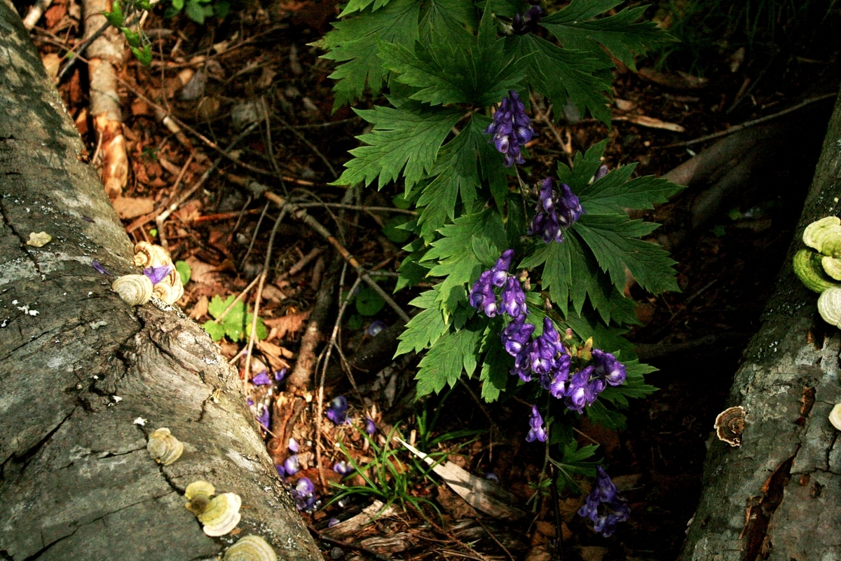 f:id:bihorokiyoshi:20190912055109j:plain