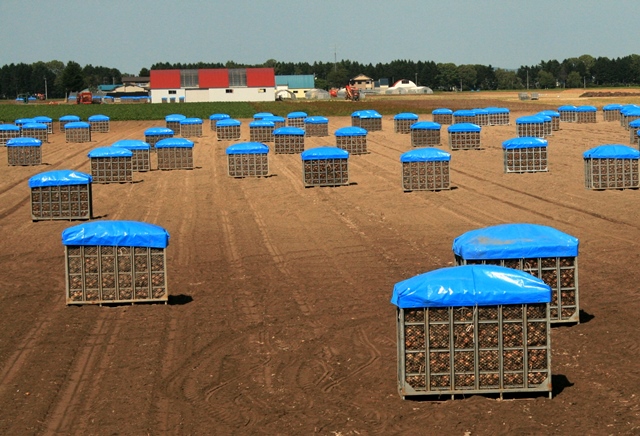 f:id:bihorokiyoshi:20190915060321j:plain