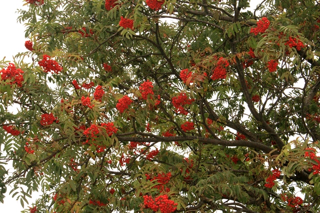 f:id:bihorokiyoshi:20190917060234j:plain