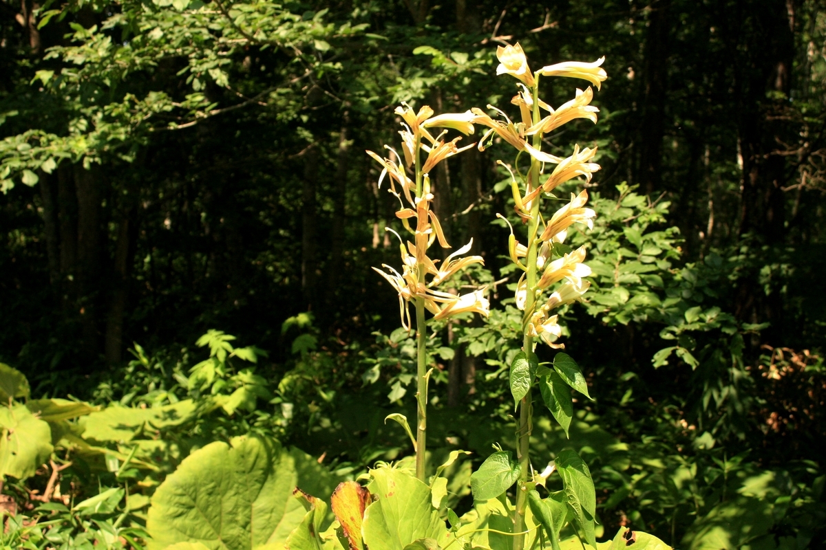 f:id:bihorokiyoshi:20190918054741j:plain