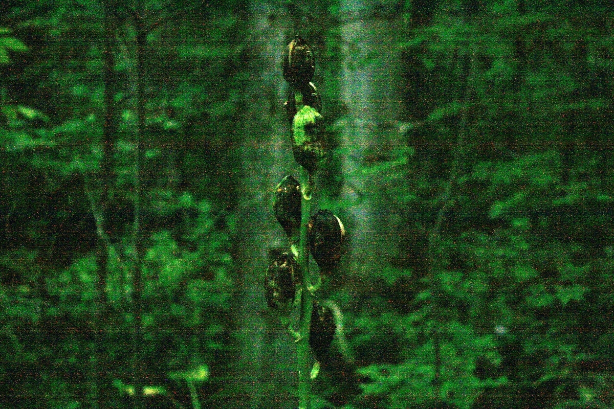 f:id:bihorokiyoshi:20190918060806j:plain