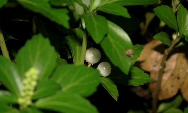 f:id:bihorokiyoshi:20190919051259j:plain