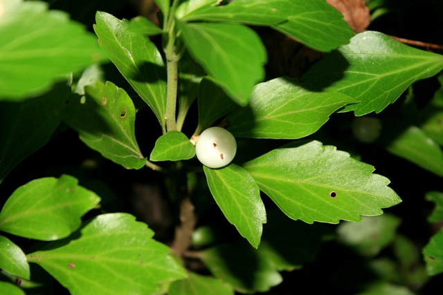 f:id:bihorokiyoshi:20190919051322j:plain