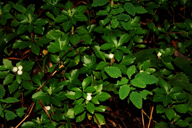 f:id:bihorokiyoshi:20190919051458j:plain