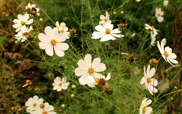 f:id:bihorokiyoshi:20190921071301j:plain